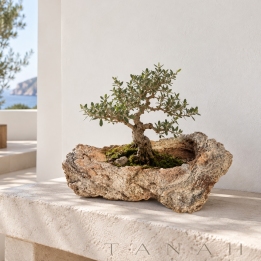 Maceta de Sobremesa de Piedra Caliza para Bonsai MOLDAVA