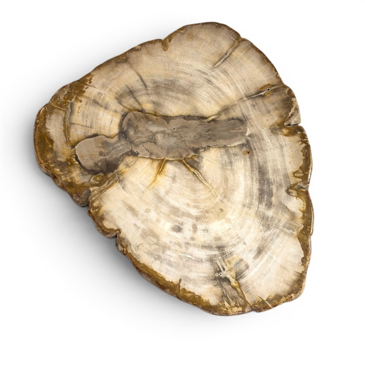 Plato Decorativo de Madera Petrificada JAVA