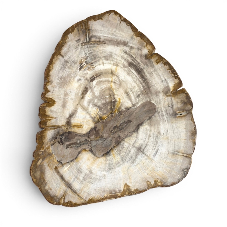 Decorative Stand Petrified Wood JAVA