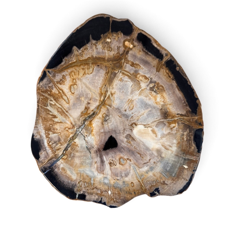 Decorative Fossilized Wood Plate NIZA