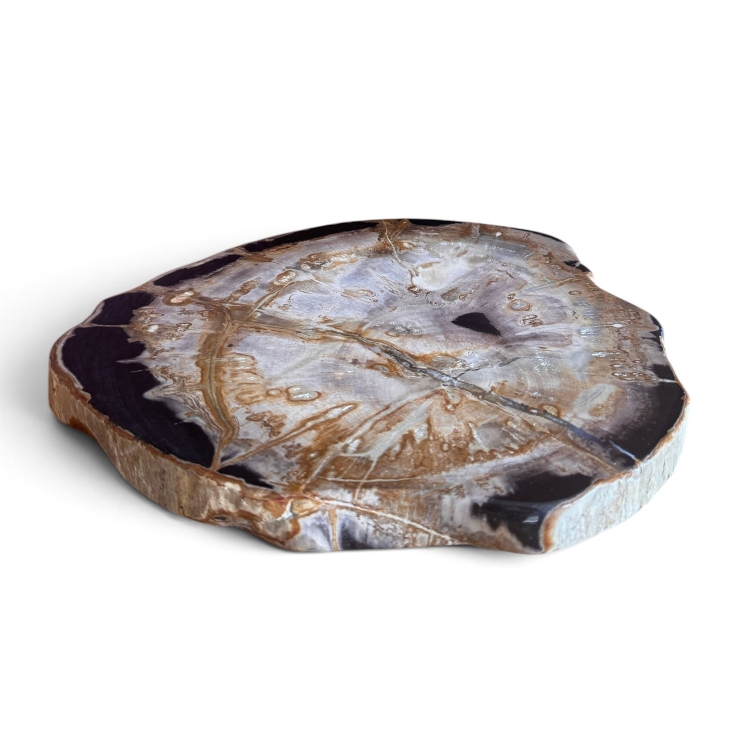 Petrified Wood Home Décor NIZA