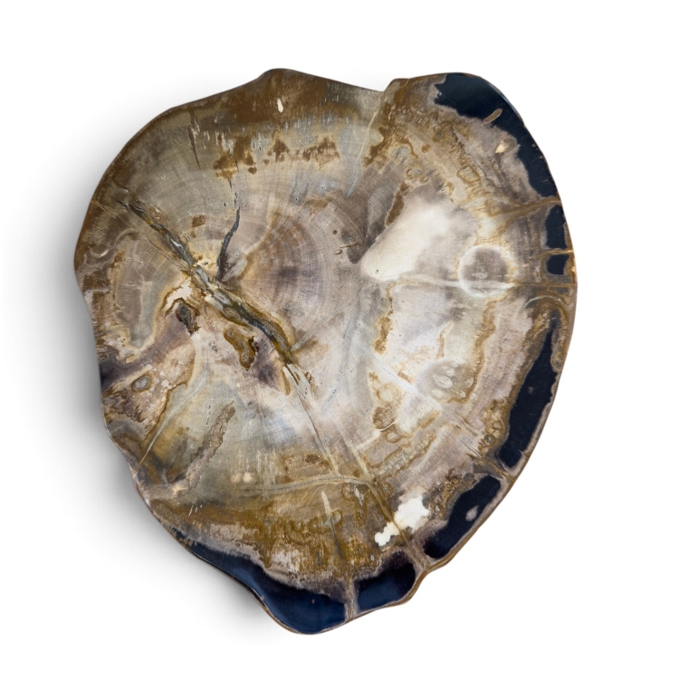 Petrified Wood Centerpiece NIZA