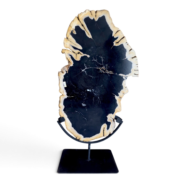 Fossilized Wood on Stand AREZZO