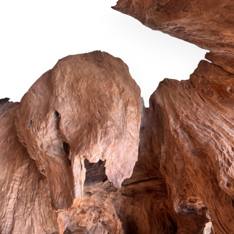 Detalle Escultura de Suelo de Raiz de Teca SAONA