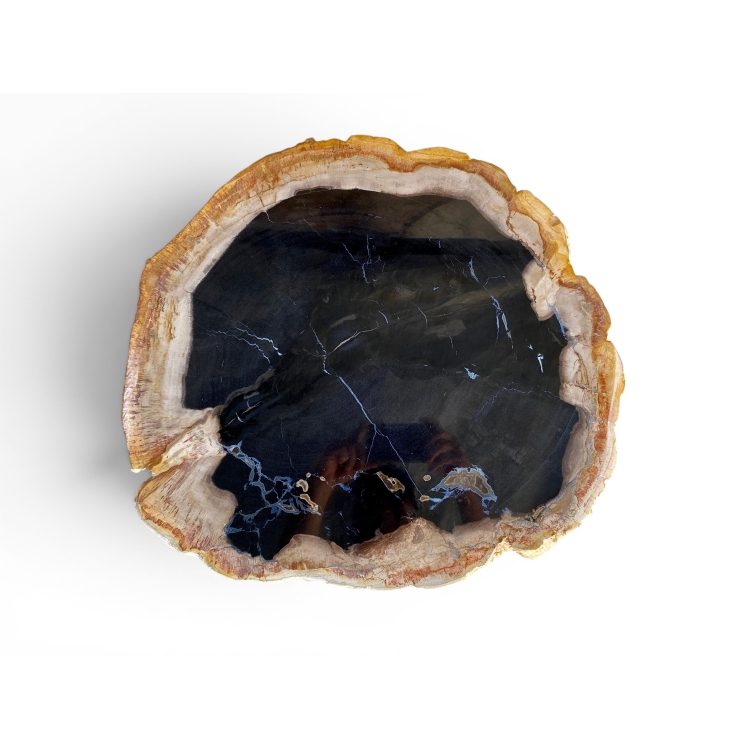 Sculptural Petrified Wood Table TARIFA