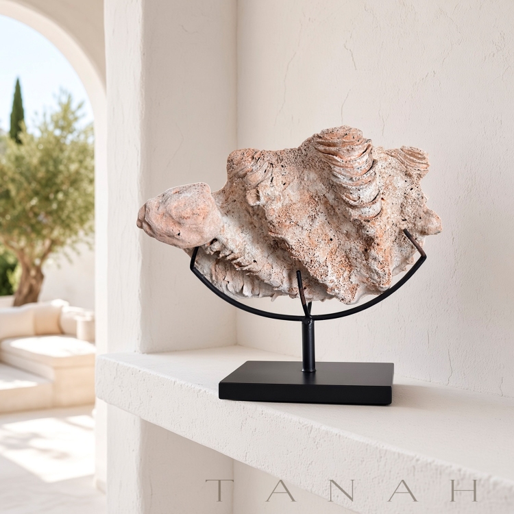 Natural Decorative Shell PEVЕRO
