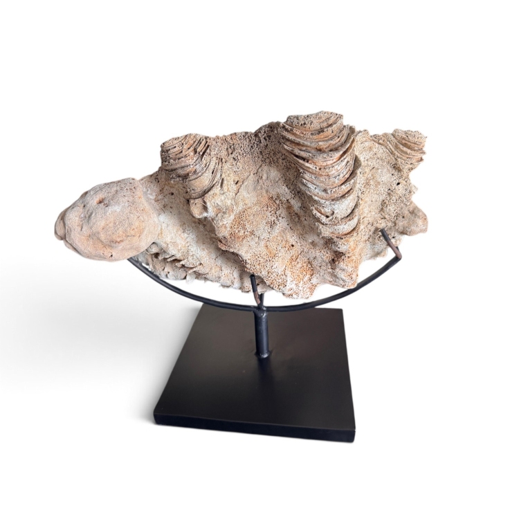 Natural Shell PEVЕRO