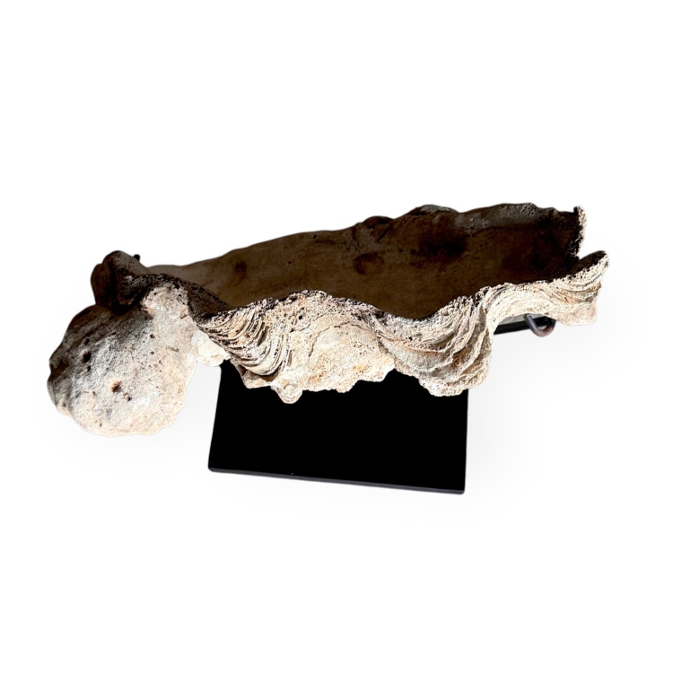 Large Decorative Shell PEVЕRO