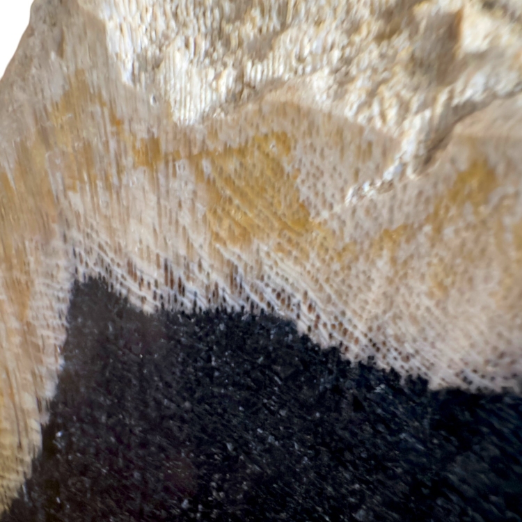 Escultura de Madera Petrificada NOIR