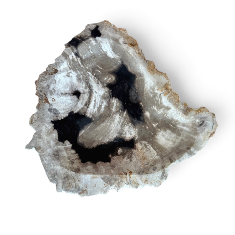 Organic Tray in Petrified Wood LAURENT - Tanah